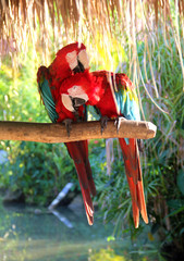 Pair of big parrot Red Macaw sitting on the branch. Ara chloroptera on green background. Wildlife and rainforest exotic tropical birds clean feathers, bask and love each other
