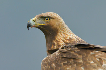 Golden Eagle Portrait