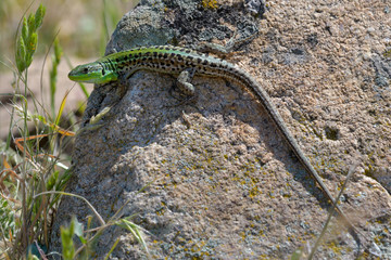 European Green Lizard