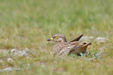 Fototapeta premium stone curlew on a steppe habitat