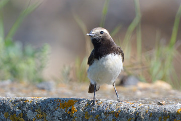 Pied wheatear on a rock