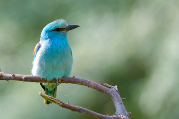 European blue roller on a branch