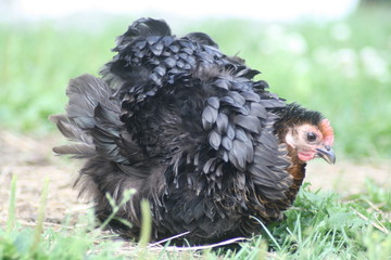chicken on green grass