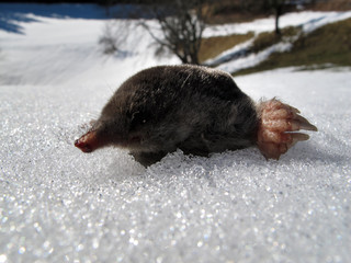 MAULWURF IM SCHNEE . MOLE IN THE SNOW