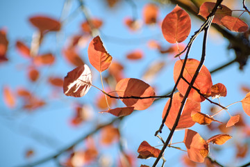 red autumn leaves of a shadbush (Amelanchier) against the blue sky, selected focus, narrow depth of field