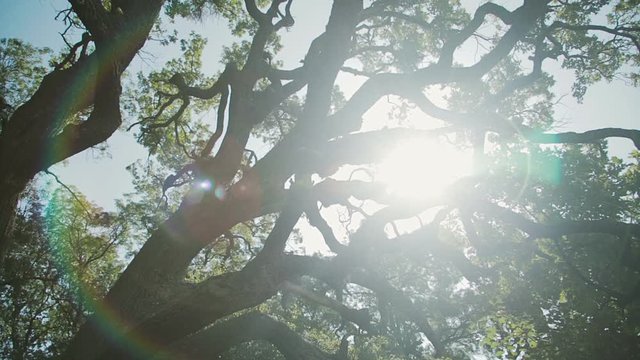 Old tree in the forest and sun in the leaves.
