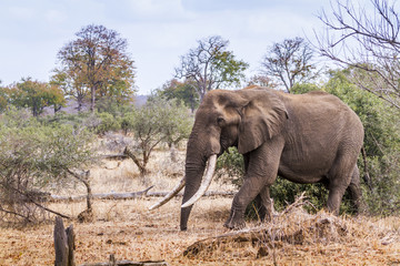 Obraz premium African bush elephant in Kruger National park, South Africa ; Specie Loxodonta africana family of Elephantidae