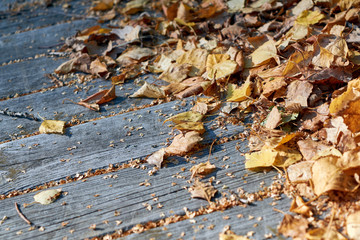On old wooden planks lies a pile of fallen autumn leaves. Dry birch leaves yellow and red on a Sunny warm day. Background, Wallpaper or backdrop. Autumn mood.