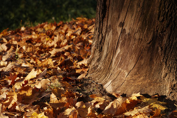 View of an autumn trunk