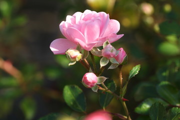 rosa rosenblüte mit knospen