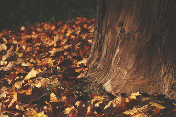 View of an autumn trunk