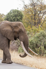 African bush elephant in Kruger National park, South Africa ; Specie Loxodonta africana family of...