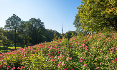 Luitpoldpark München Schwabing, Erholungsgelände mit wunderschönem Rosenbeet