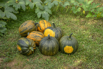 Cucurbita pepo oleifera in the grass, group of vegetables