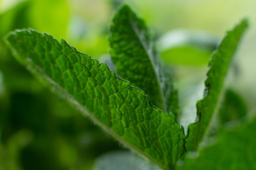 Macro shot of a mint leaf 