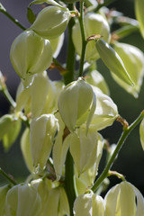 Yucca filamentosa ornamental flowering plant, white flowers in bloom