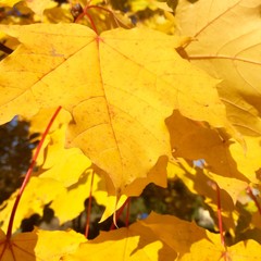 autumn maple leaves