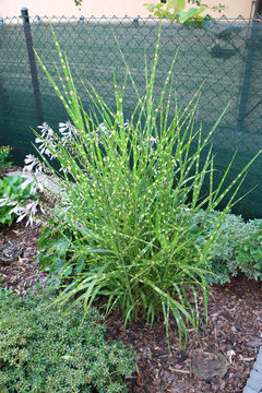 Miscanthus Sinensis Strictus Zebrinus - common also known as Korean uksae, Chinese silver grass, Eulalia grass, maiden grass, zebra grass, Susuki grass, and porcupine grass in the formal garden
