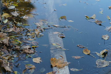 Yellow foliage in the puddle on the road