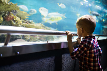 Cute boy watches fishes in aquarium