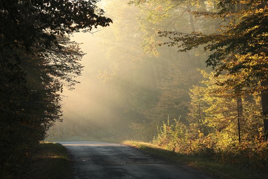 Country road through an autumn forest at dawn