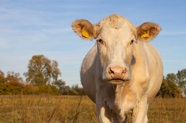 Obraz premium white cattle cow portrait looking at camera