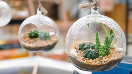 Cactus plant in the round bottle of glass hanging on for decoration