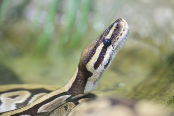 Reticulated Python resting on a branch