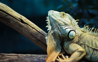 Green iguana climbing on a branch, close-up