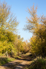 path through bushes and trees colorful in autumn season