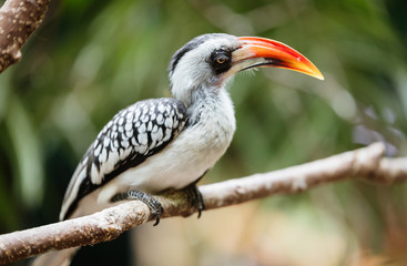A beautiful Southern Yellow-billed Hornbill