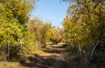 Naklejka premium path through bushes and trees colorful in autumn season