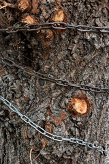Heavy chain wrapped around a tree
