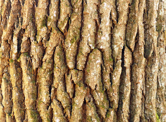 tree bark texture