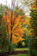 Elora Ontarion in the fall