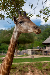 Giraffe portrait in the Safari park.
