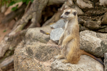Fototapeta premium Meerkat , Suricata suricatta is african native animal, small carnivore belonging to the mongoose family in the Zoo .