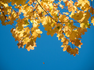 Goldener Oktober