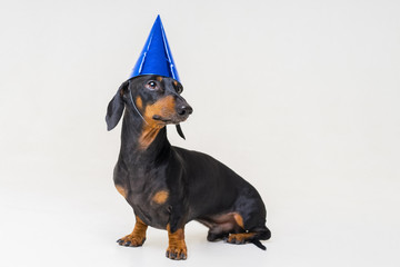 Dachshund dog, black and tan, in a festive birthday blue cap isolated on gray background