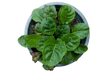 Top of tree and big green leaves in the pot.