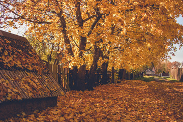 Golden autumn in the village. Leaf litter. Carpet of leaves.