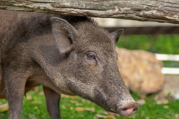 Wild boar or Wild Piggy (Sus Scrofa) walk in the park.