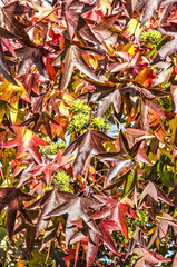 The red leaves and green spiky fruits of a liquidambar styraciflua or sweetgum tree in autumn