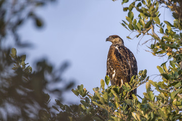 Booted Eagle in Kruger National park, South Africa ; Specie Hieraaetus pennatus family of Accipitridae