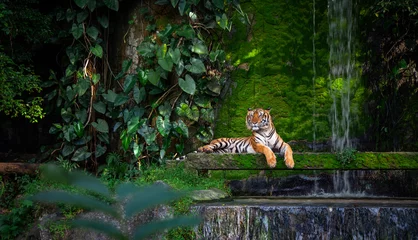 Schilderijen op glas Bengaalse tijger rust in de buurt van de waterval met groen mos vanuit de jungle-dierentuin. © Nitiphonphat