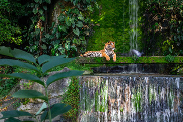 Bengal tiger resting Near the waterfall with green moss from inside the jungle zoo .