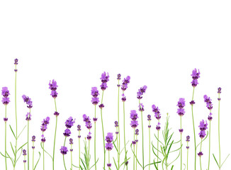 Lavender flowers collection on a white background