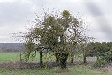 Mistletoe in the Tree