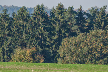 SPRUCES - Autumn on cultivated fields and in the forest
