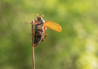 The cockchafer on a thin reed